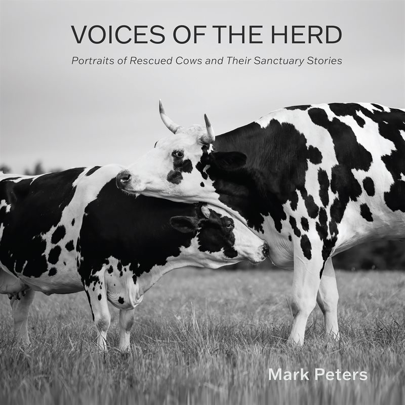 Voices of the Herd: Portraits of Rescued Cows and Their Sanctuary Stories
